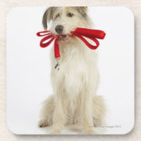 Portrait of Dog with Leash