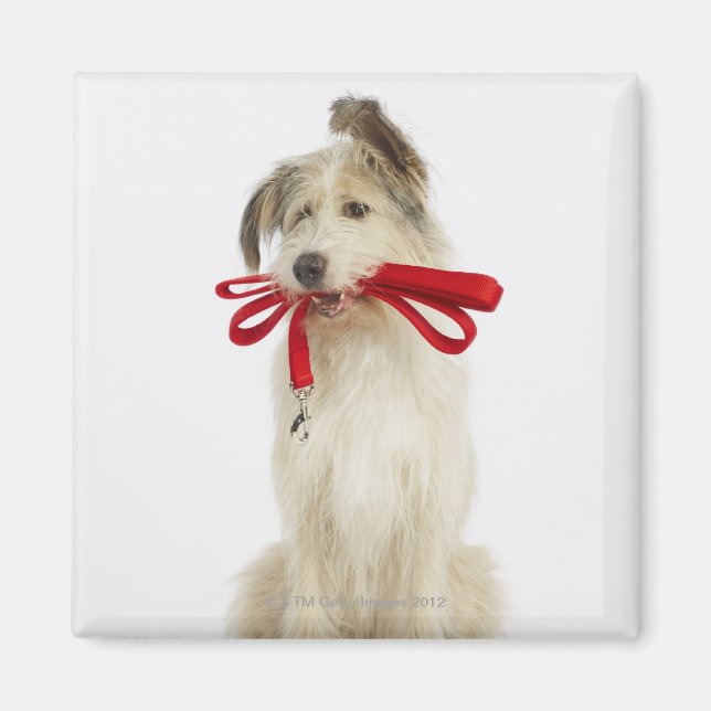 Portrait of Dog with Leash Magnet (Front)