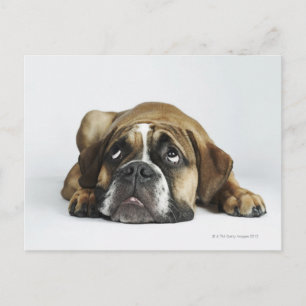 Portrait of Dorset Old Tyme Bulldog Postcard