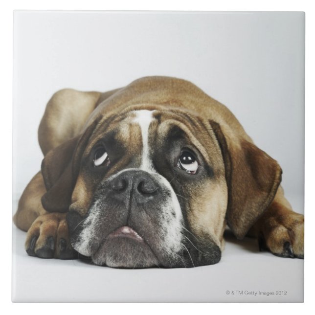 Portrait of Dorset Old Tyme Bulldog Tile (Front)