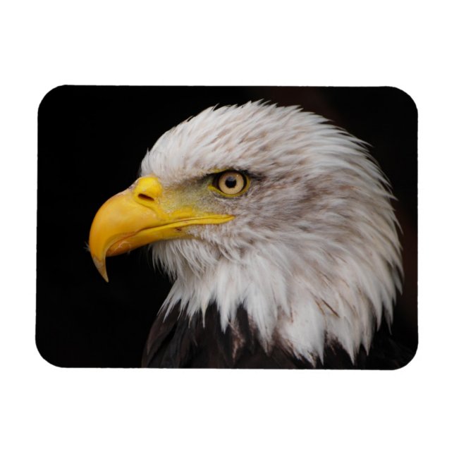 Portrait of eagle magnet (Horizontal)