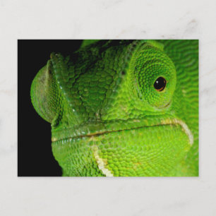 Portrait Of Flap-Necked Chameleon Postcard