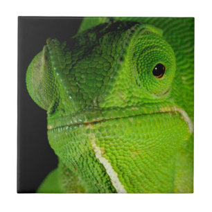 Portrait Of Flap-Necked Chameleon Tile