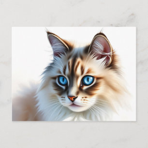 Portrait of Fluffy Ragdoll Cat with Blue Eyes Postcard