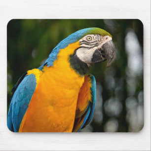 Portrait of gelbbrustara macaw postcard square sti mouse pad