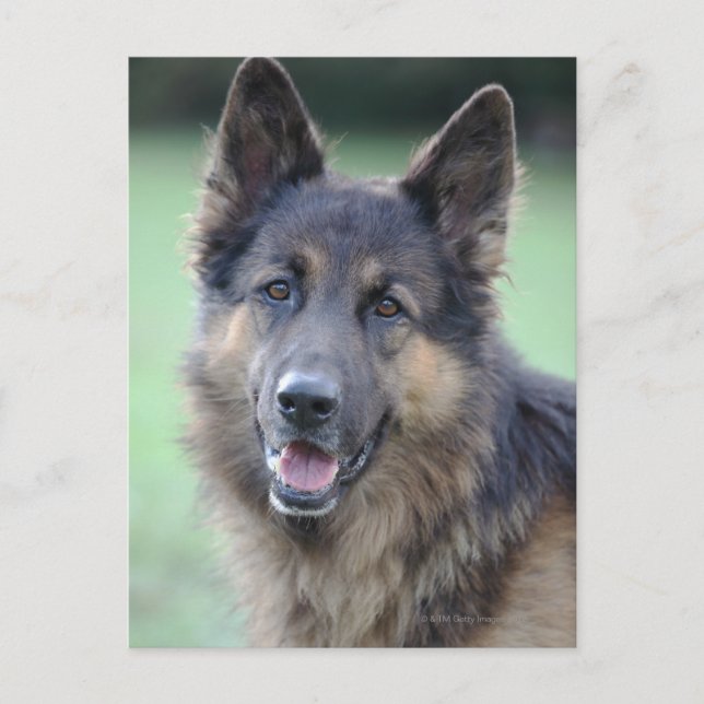 Portrait of German Sheppard Postcard (Front)