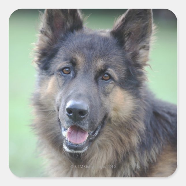 Portrait of German Sheppard Square Sticker (Front)