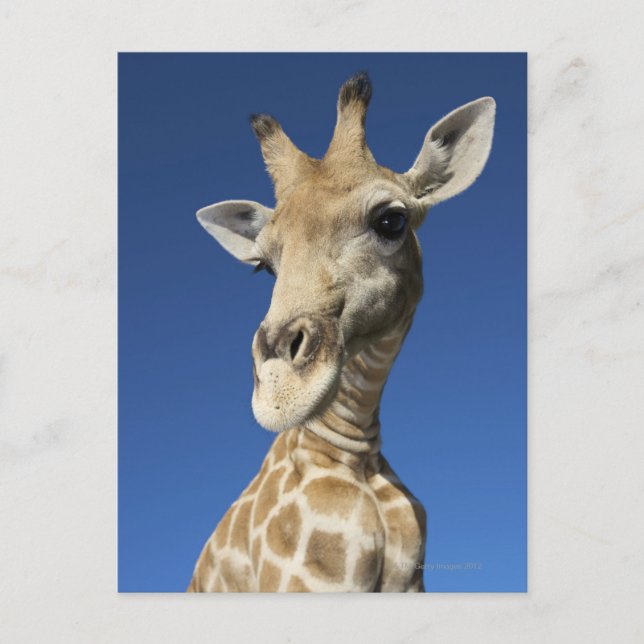 Portrait of Giraffe (Giraffa Camelopardalis) 2 Postcard (Front)