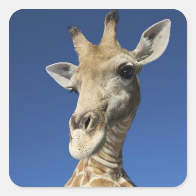 Portrait of Giraffe (Giraffa Camelopardalis) 2 Square Sticker (Front)