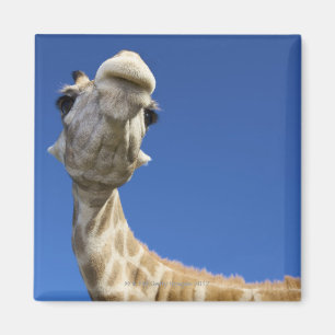 Portrait of Giraffe (Giraffa Camelopardalis) Magnet