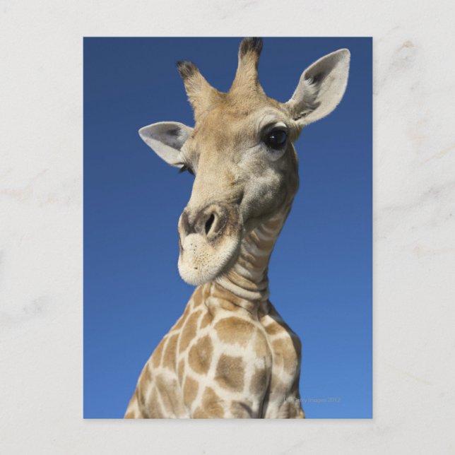 Portrait of Giraffe (Giraffa Camelopardalis) Postcard (Front)