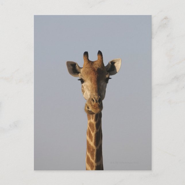 Portrait of Giraffe (Giraffa camelopardalis), Postcard (Front)