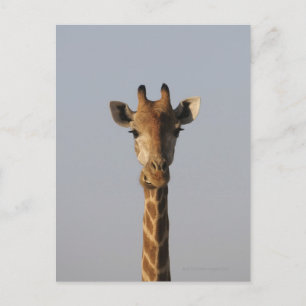 Portrait of Giraffe (Giraffa camelopardalis), Postcard