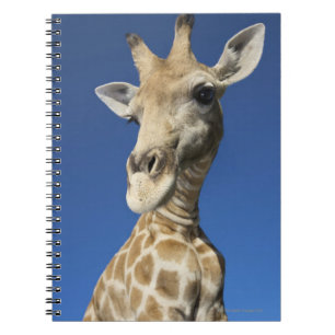 Portrait of Giraffe (Giraffa Camelopardalis) Spiral Notebook