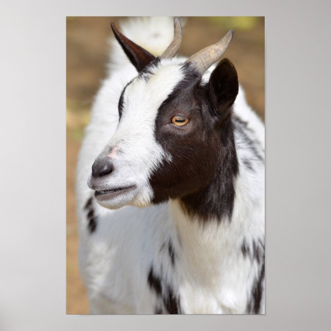 Portrait of goat poster (Front)