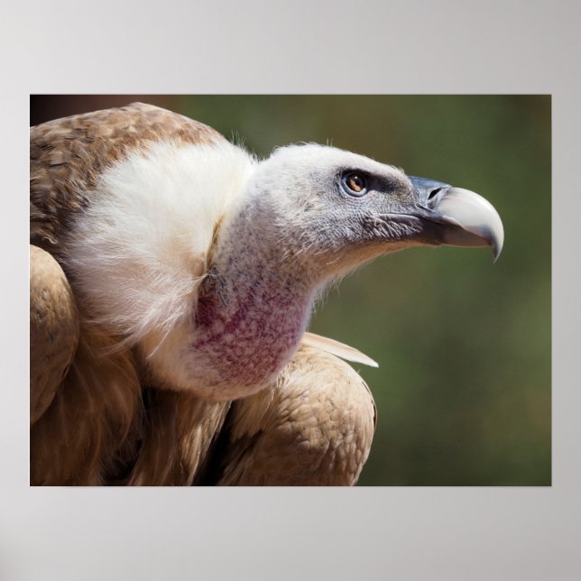 Portrait of griffon vulture  poster (Front)