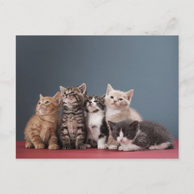Portrait of group of kittens postcard (Front)