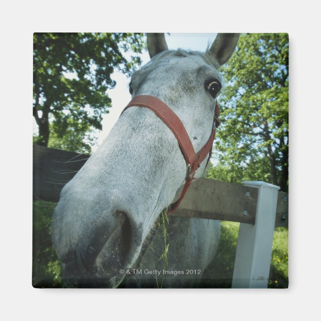 Portrait of Horse Magnet (Front)