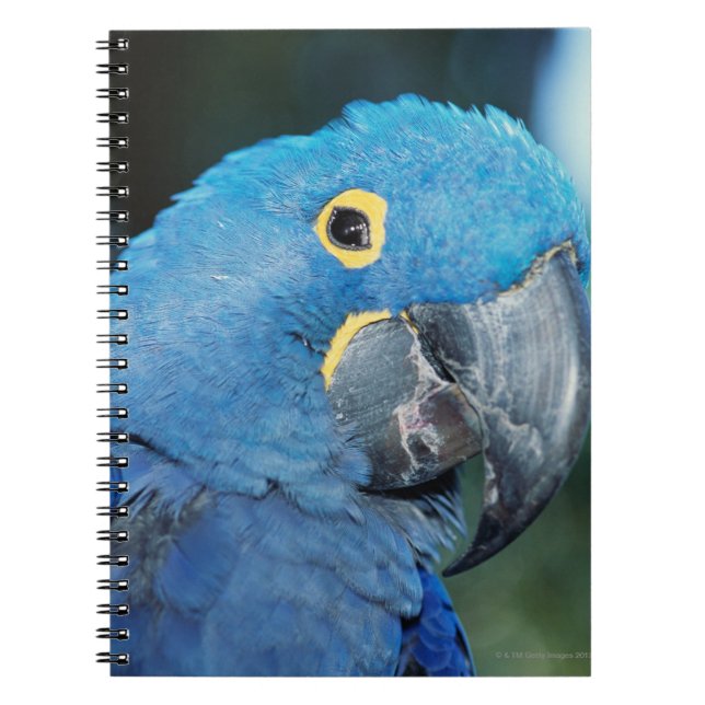 Portrait of hyacinth macaw parrot spiral notebook (Front)
