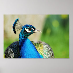 Portrait of Indian Peafowl Poster