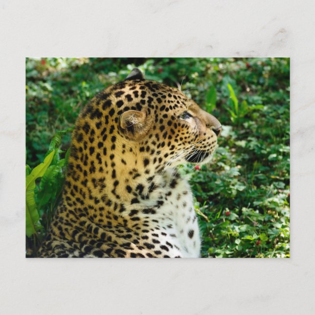 Portrait of Javan leopard seen from profile Holiday Postcard (Front)