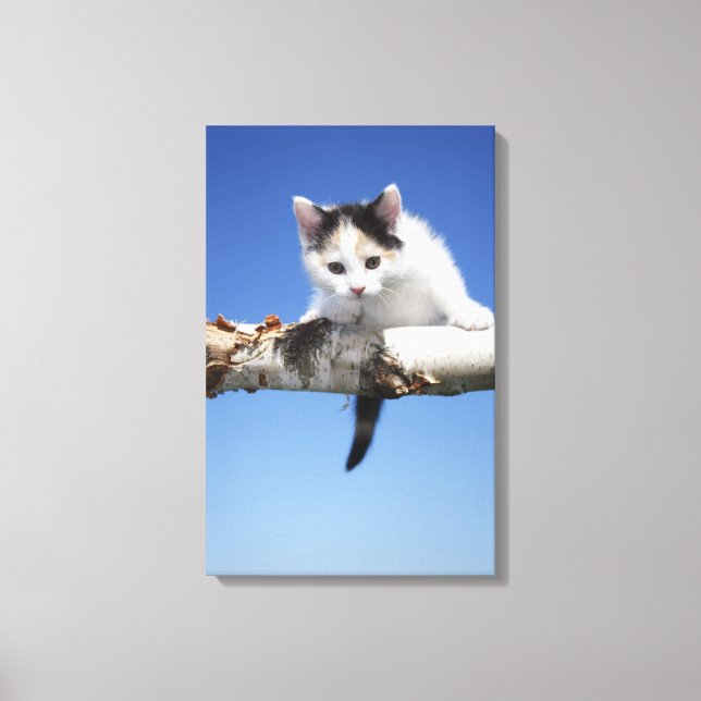 Portrait of Kitten Canvas Print (Front)