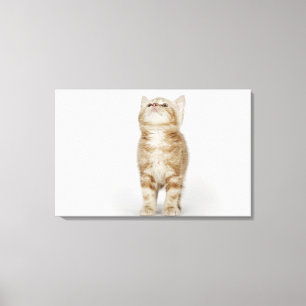 Portrait of kitten looking up canvas print