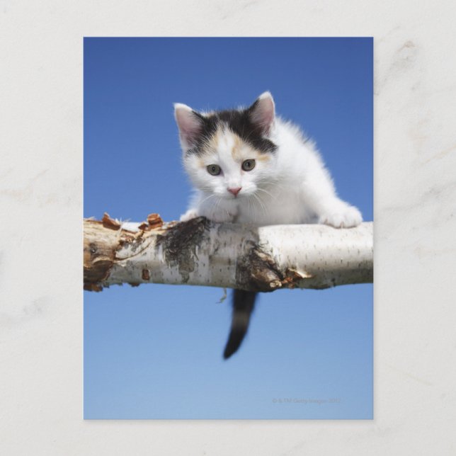 Portrait of Kitten Postcard (Front)