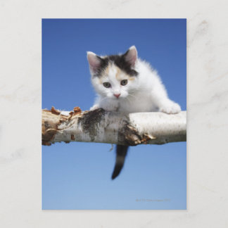 Portrait of Kitten Postcard