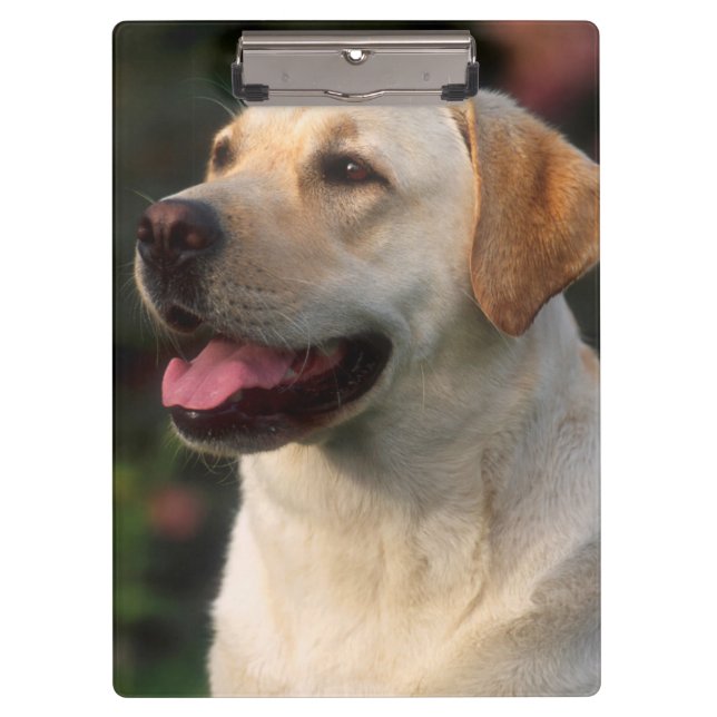 Portrait Of Labrador Retriever, Hilton Clipboard (Front)