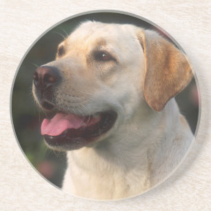 Portrait Of Labrador Retriever, Hilton Coaster
