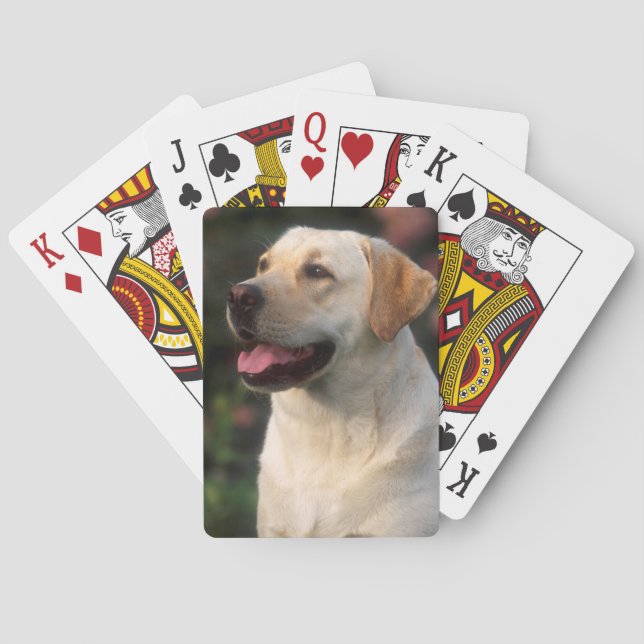 Portrait Of Labrador Retriever, Hilton Playing Cards (Back)