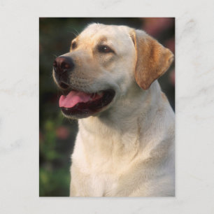 Portrait Of Labrador Retriever, Hilton Postcard