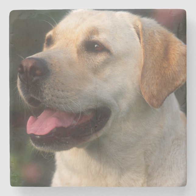 Portrait Of Labrador Retriever, Hilton Stone Coaster (Front)