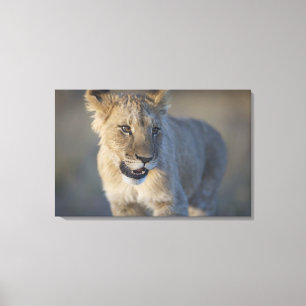 Portrait of Lion Cub (Panthera Leo), Namibia Canvas Print