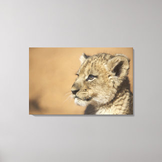 Portrait of Lion cub (Panthera Leo), Namibia Canvas Print