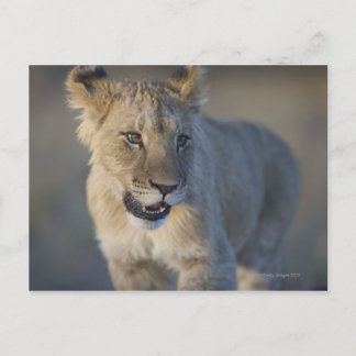 Portrait of Lion Cub (Panthera Leo), Namibia Postcard