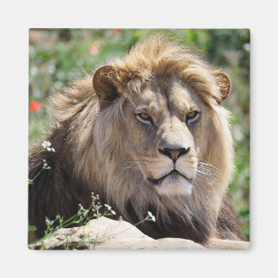 Portrait of lion seen from front magnet