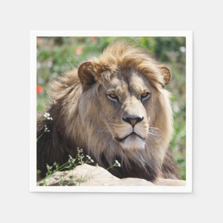 Portrait of lion seen from front  napkin