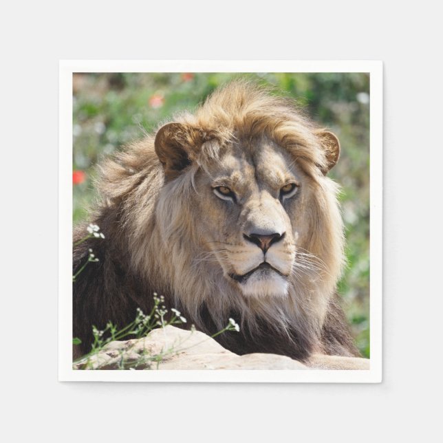 Portrait of lion seen from front  napkin (Front)