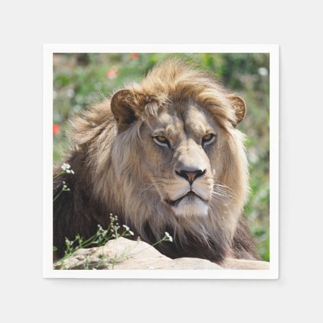 Portrait of lion seen from front    napkin (Front)