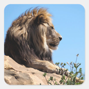 Portrait of lion seen from profile  square sticker