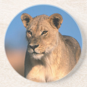 Portrait Of Lioness (Panthera Leo) Coaster