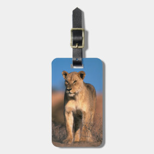 Portrait Of Lioness (Panthera Leo) Luggage Tag