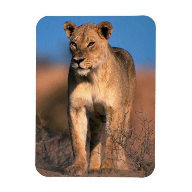 Portrait Of Lioness (Panthera Leo) Magnet (Vertical)