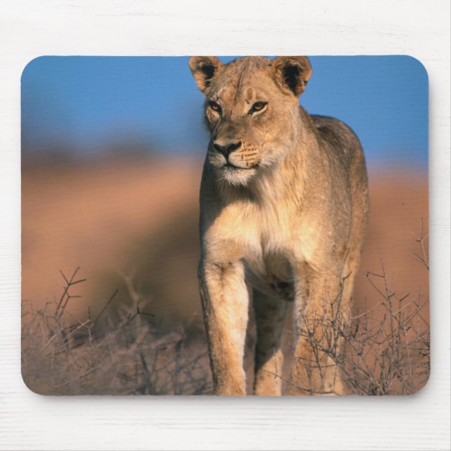 Portrait Of Lioness (Panthera Leo) Mouse Pad (Front)