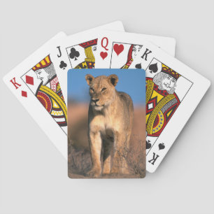 Portrait Of Lioness (Panthera Leo) Playing Cards