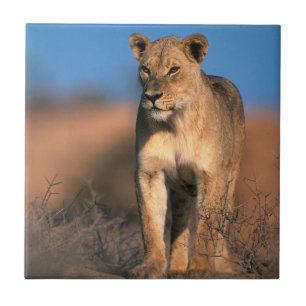 Portrait Of Lioness (Panthera Leo) Tile
