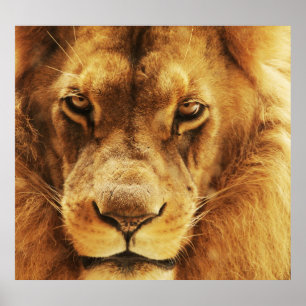 Portrait of male African lion. Poster