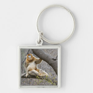 Portrait of male Golden monkey in tree Key Ring